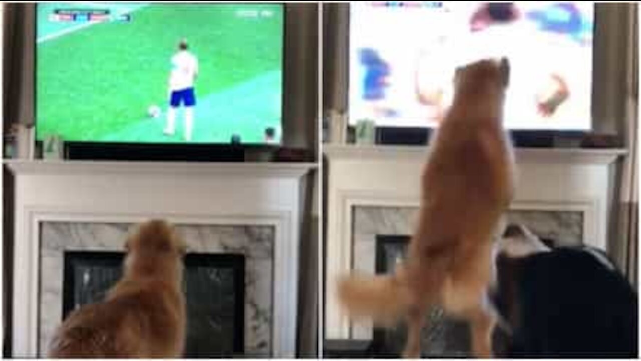 Cane impazzisce di gioia al gol dell'Inghilterra