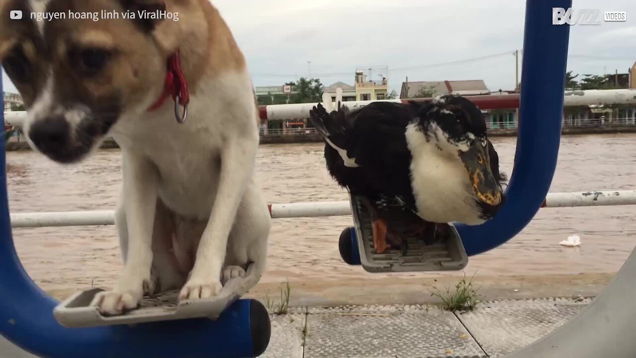 Cane e anatra usano un attrezzo sportivo come altalena