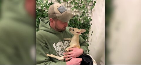 Animal Adventure Park in New York hosts white kangaroo