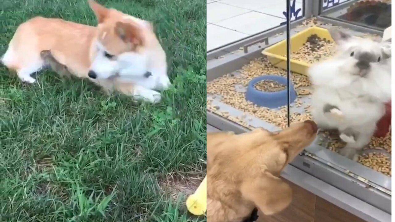 How honestly are the dogs playing with other animals.