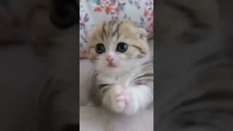 so cute cat