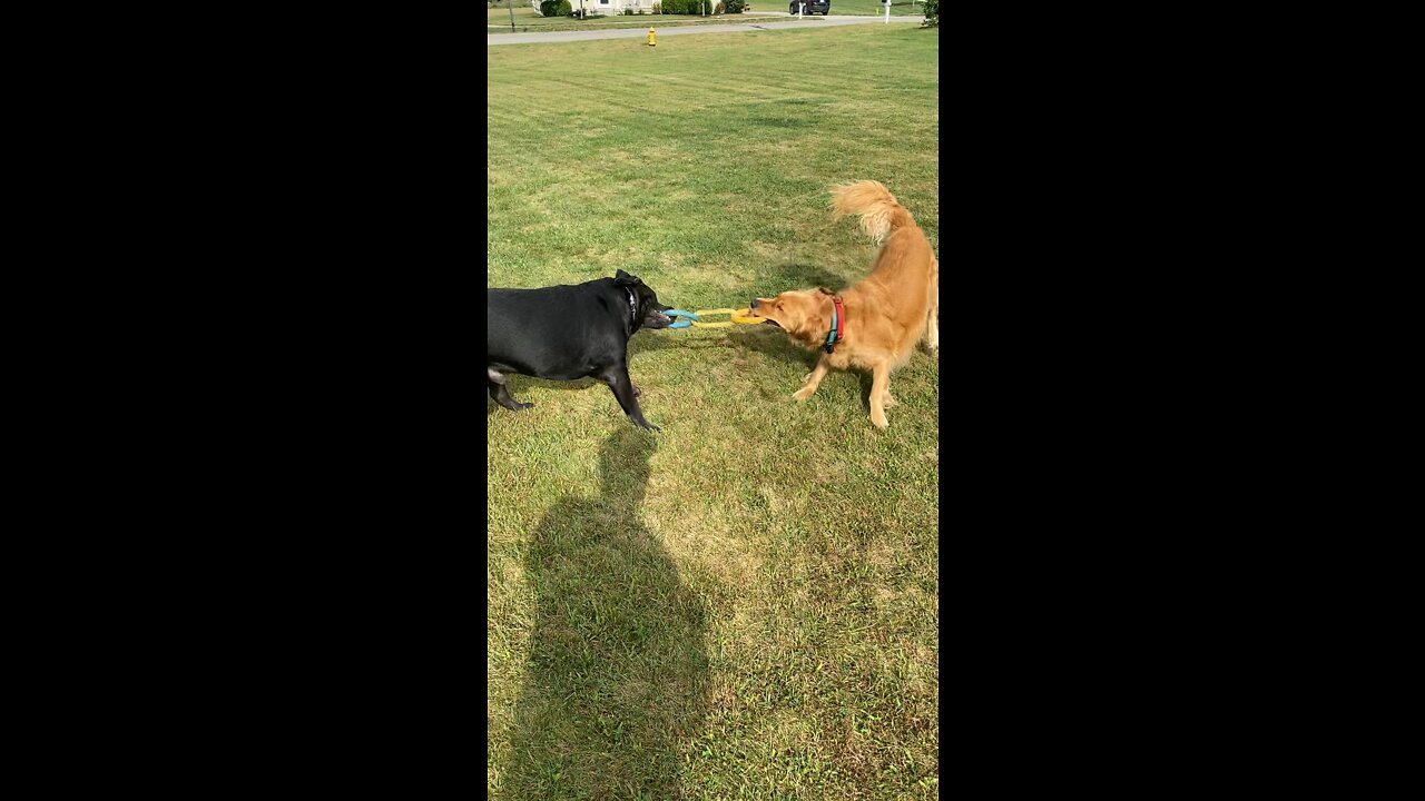 Dogs do tug a war against each other