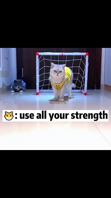 Funny Cute Cat goalkeeper 😅😻😻😸