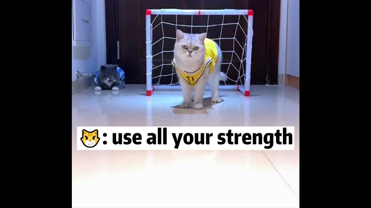 Funny Cute Cat goalkeeper 😅😻😻😸