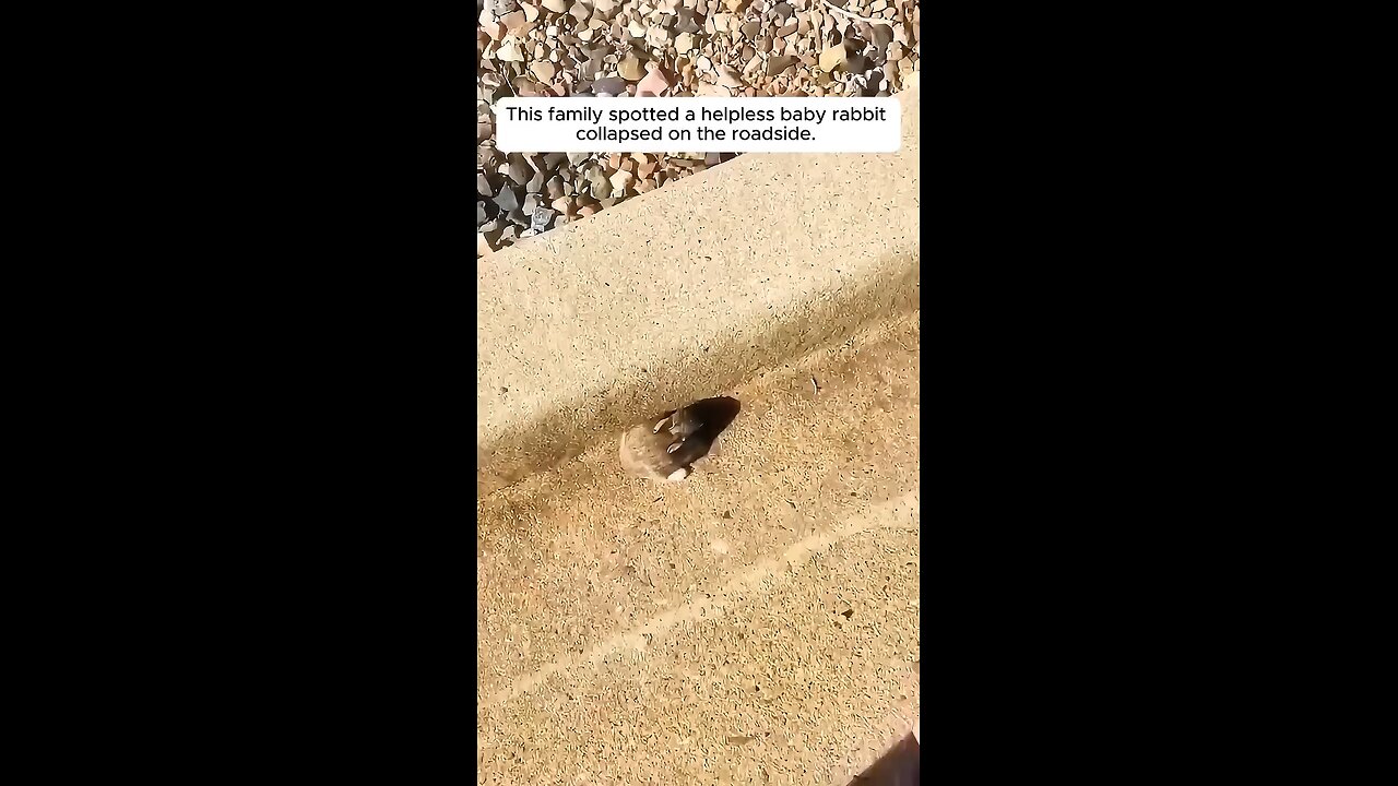 help cute animal
