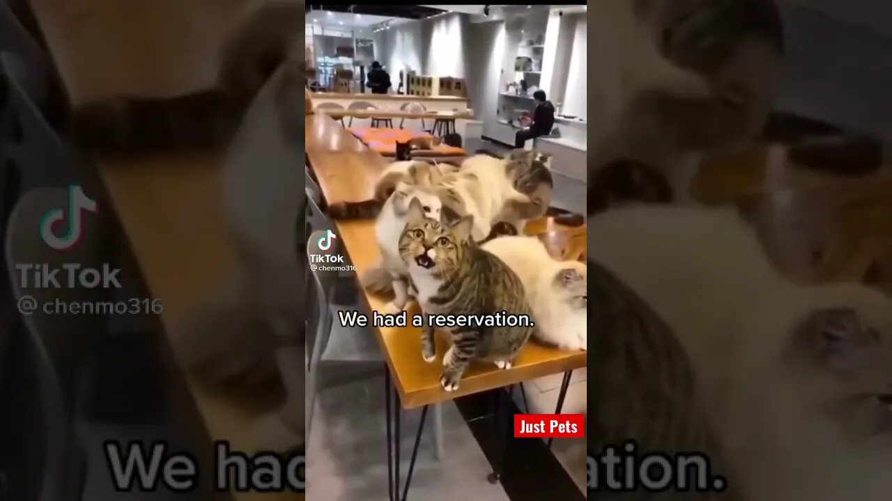 Funny Cat in a restaurant #shorts #tiktok #cute #funnyvideos #cat