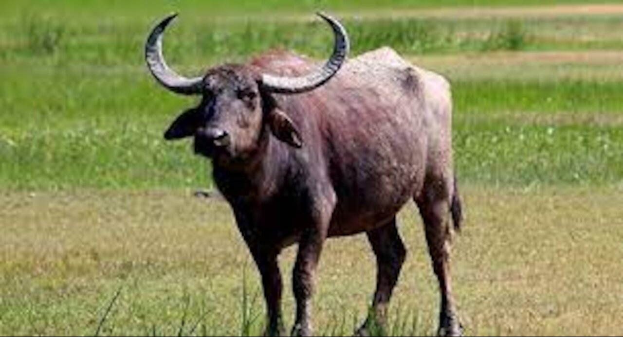 buffulow cross the river