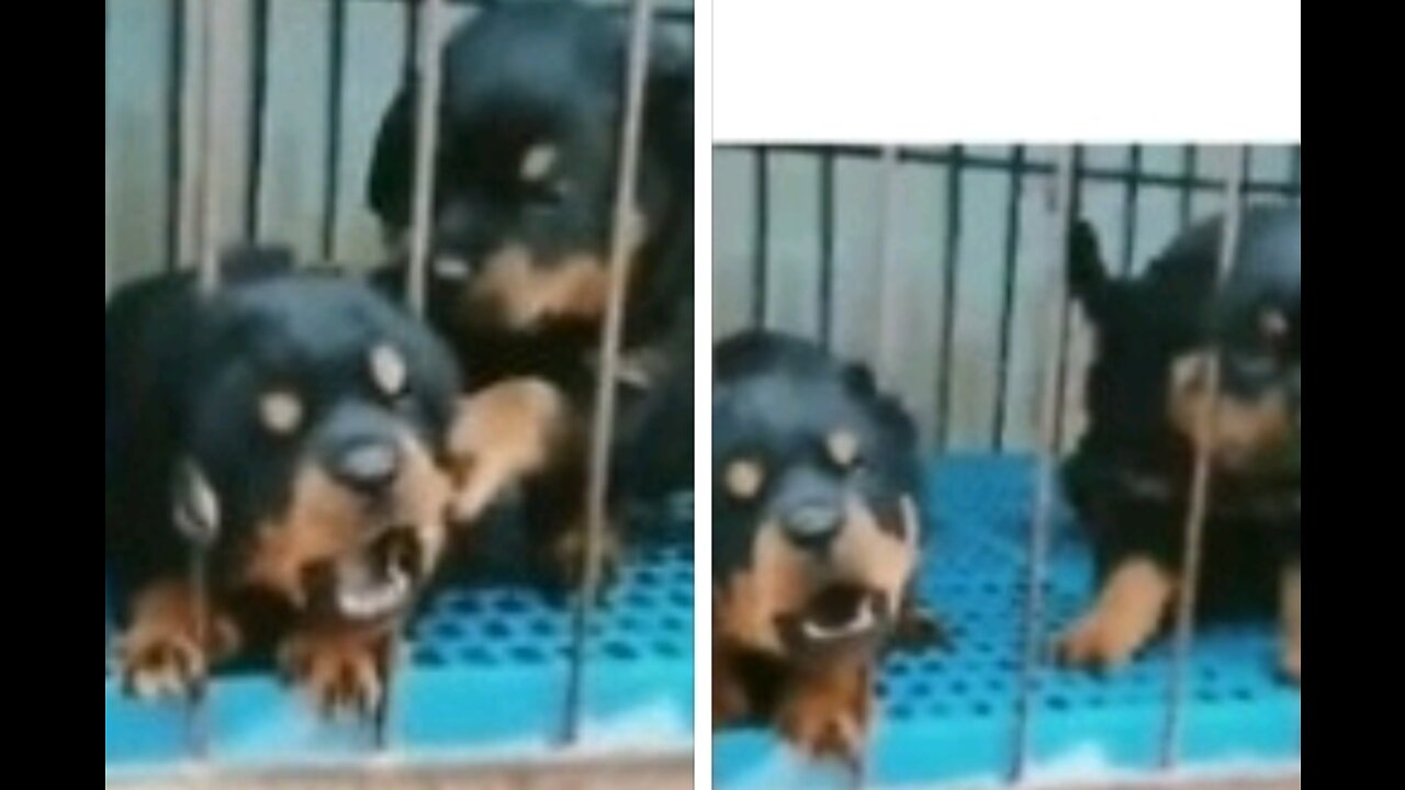 Cute puppies