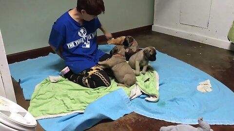 LonelyCreek Tuffy puppies 7 wks old