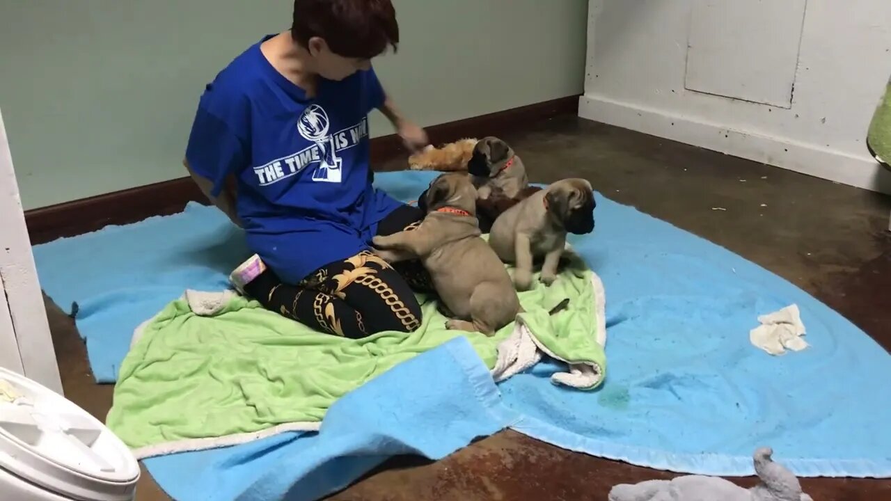 LonelyCreek Tuffy puppies 7 wks old