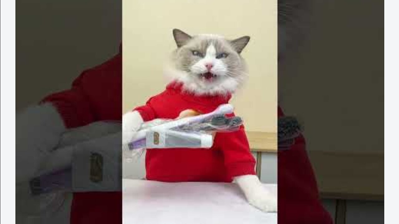 A Boring-Hacks Company that sells ASMR 👻👾 #thatlittlepuff #catsoftiktok #hacks