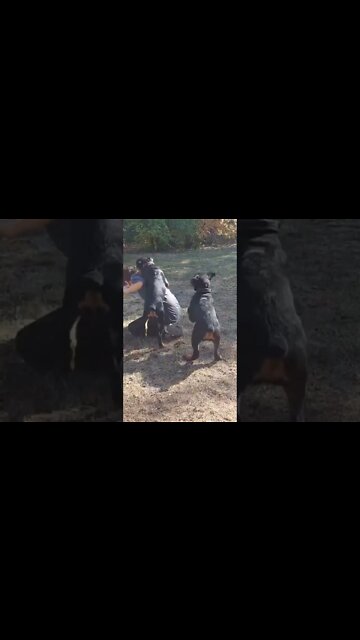 Rottweilers - Give It Up For Neighbor's Grandson Going All In With Vicious Rotti Pups!