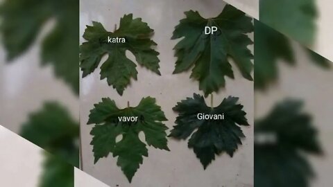 JENIS DAUN ANGGUR IMPORT