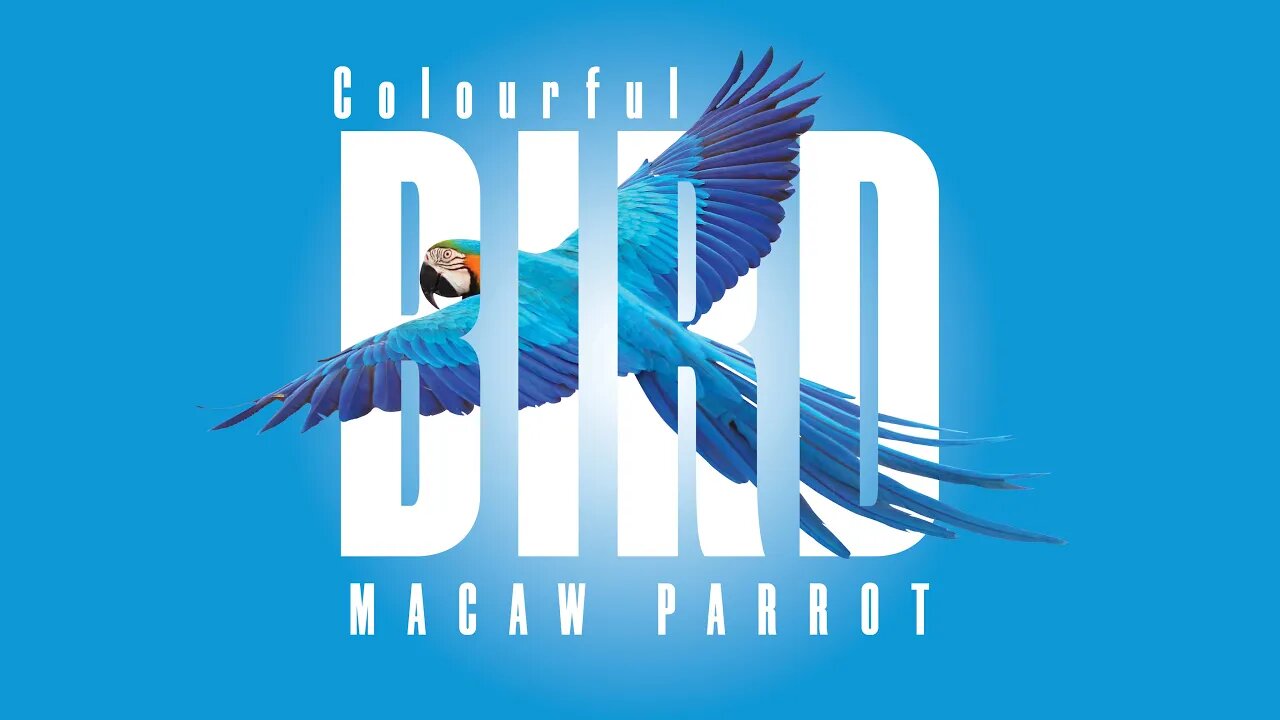 Typography in Photoshop | Photoshop Tutorials | Macaw Parrot @mastercreativedesigner