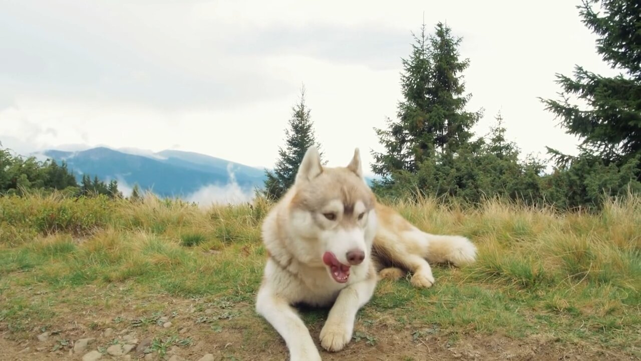 puppy sitting in a mountain