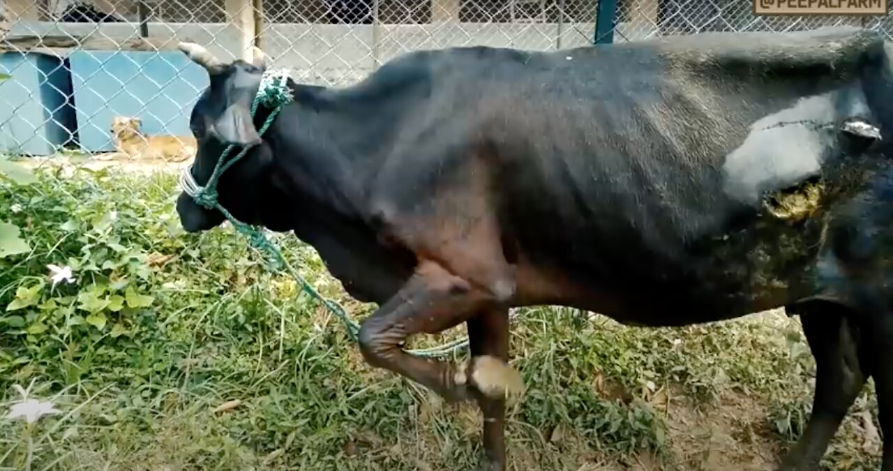 Cow Rescue What Makes Cows Holy