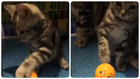 Cat enjoys playing with toy