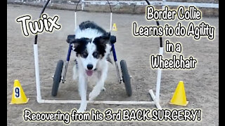 Border Collie in wheelchair learns agility