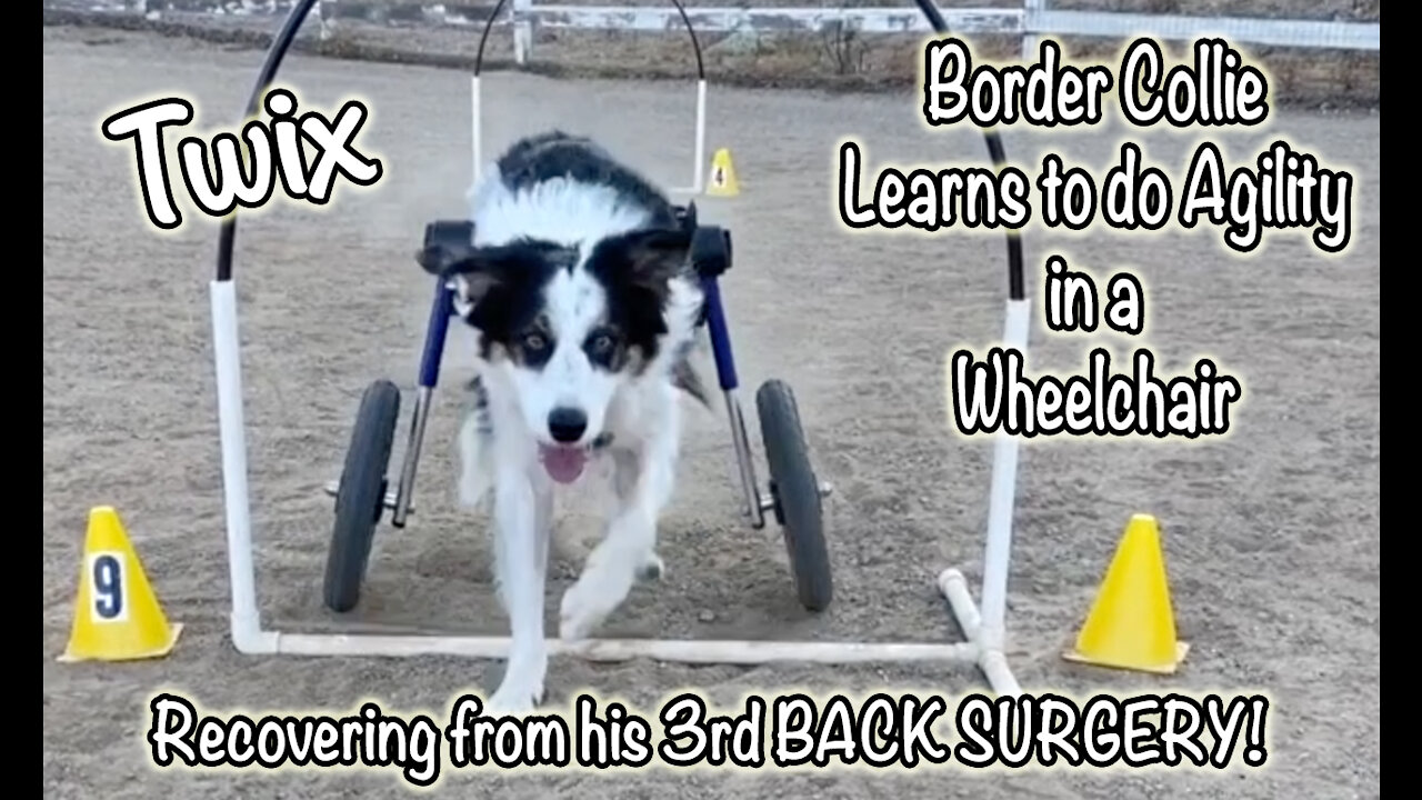 Border Collie in wheelchair learns agility
