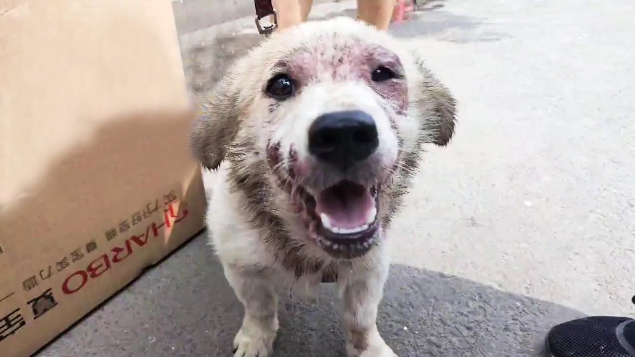 Corgi Shows Her Most Beautiful Smile With the Scariest Face