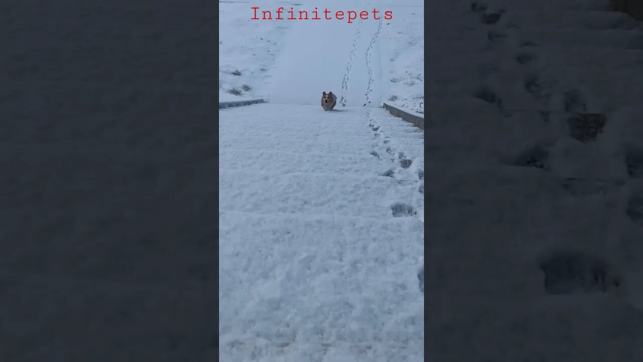 Brum..Bruum..Bruuum..Bruuuum #Shorts #Entertainment #Funnyvideo #Infinitepets
