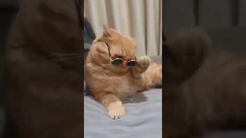 Cat funny video