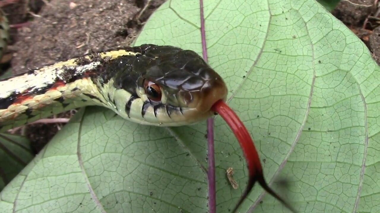 Amazing Encounter with a Red Sided Garter Snake in My Garden