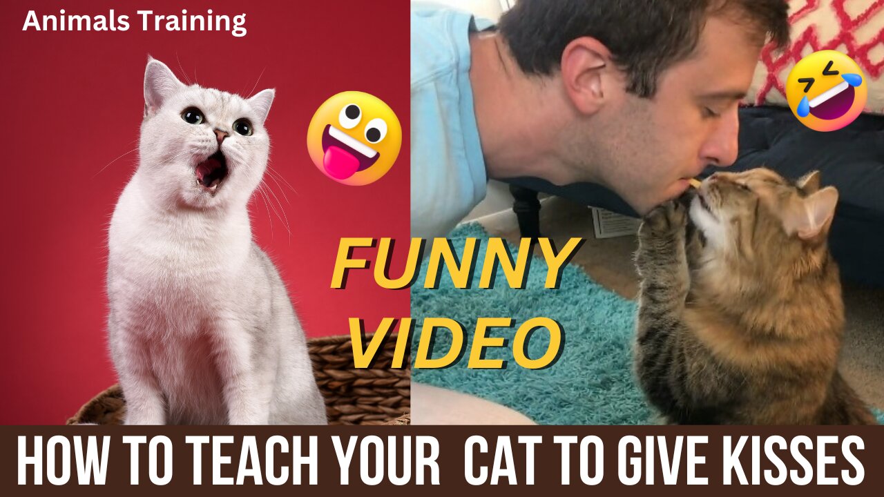 How To Teach Your Cat To Give Kisses!