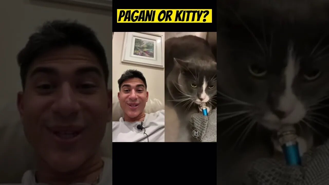 This Cat Sounds Like a Pagani 😳