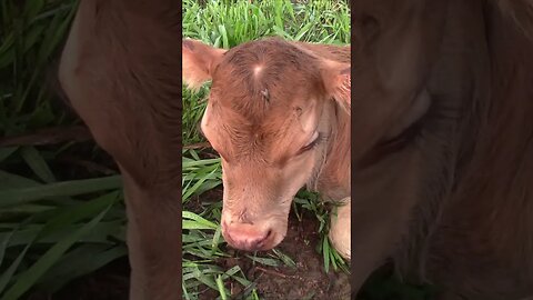 We had twin calves! #shorts #farmboy