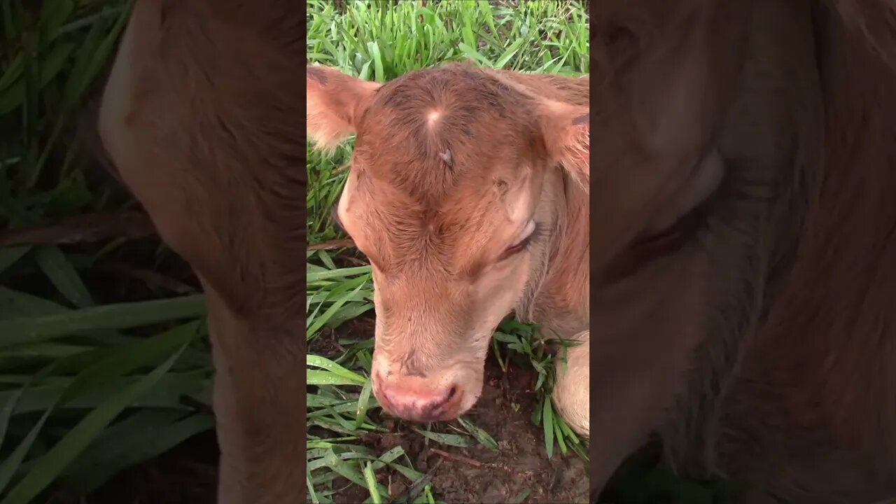 We had twin calves! #shorts #farmboy