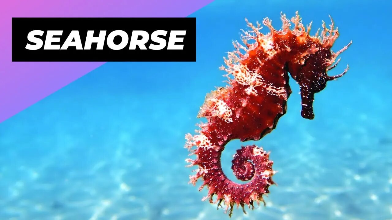 Seahorse 🌊 The Fish That Is So Un-Fish-Like! #shorts