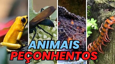 ✅Top 10 Animais Peçonhentos que Merecem Atenção Redobrada ( INCRÍVEIS CURIOSIDADES)