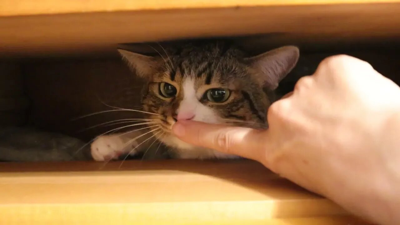 First I Hide, then I Bite