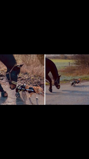 Paraplegic Dog Meets Friendly Horse, Instantly Become Buddies