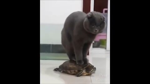 watch this cat crazy so much, funny and cut