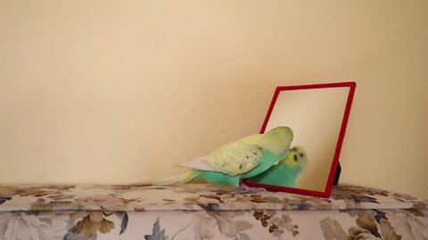 Bird funny