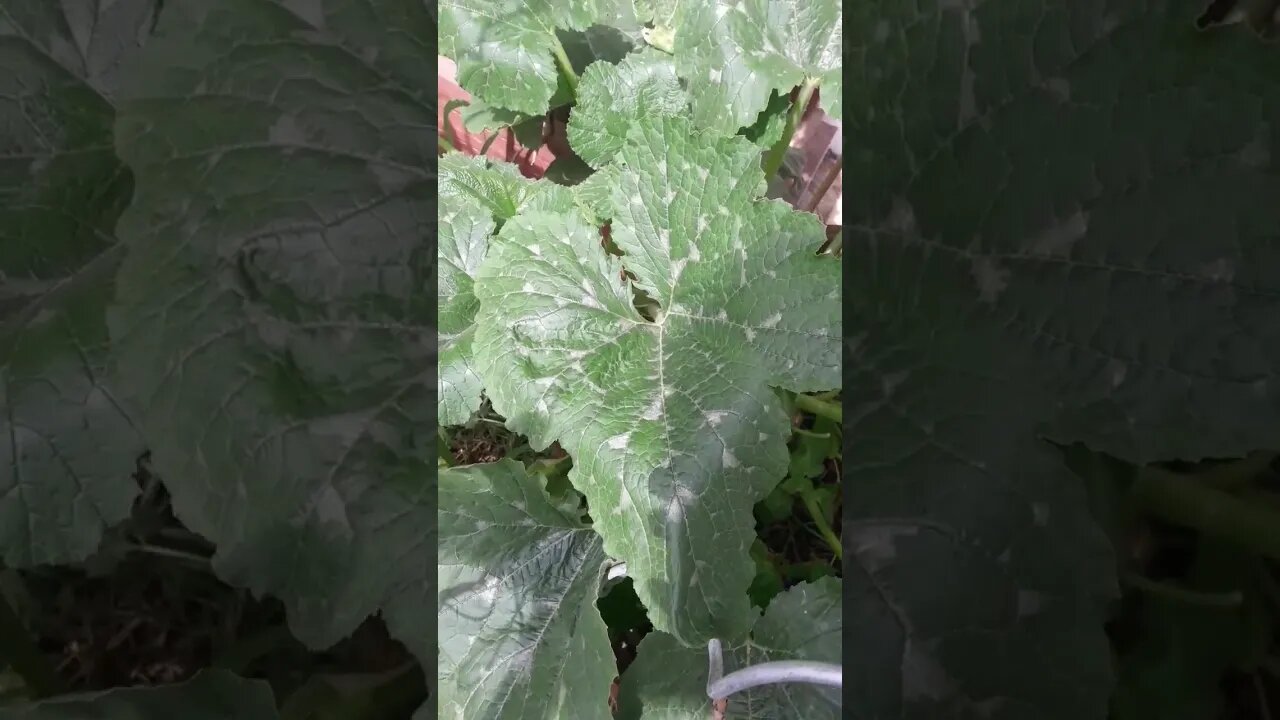 Keine Sorge bei deinen Zucchini