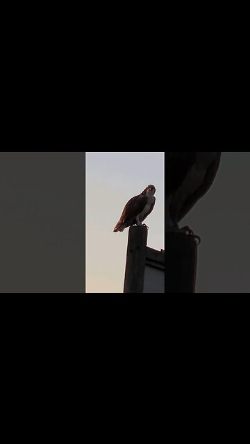 Osprey Bird of Prey??