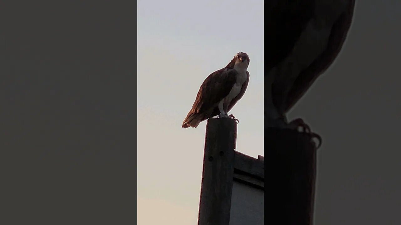 Osprey Bird of Prey??