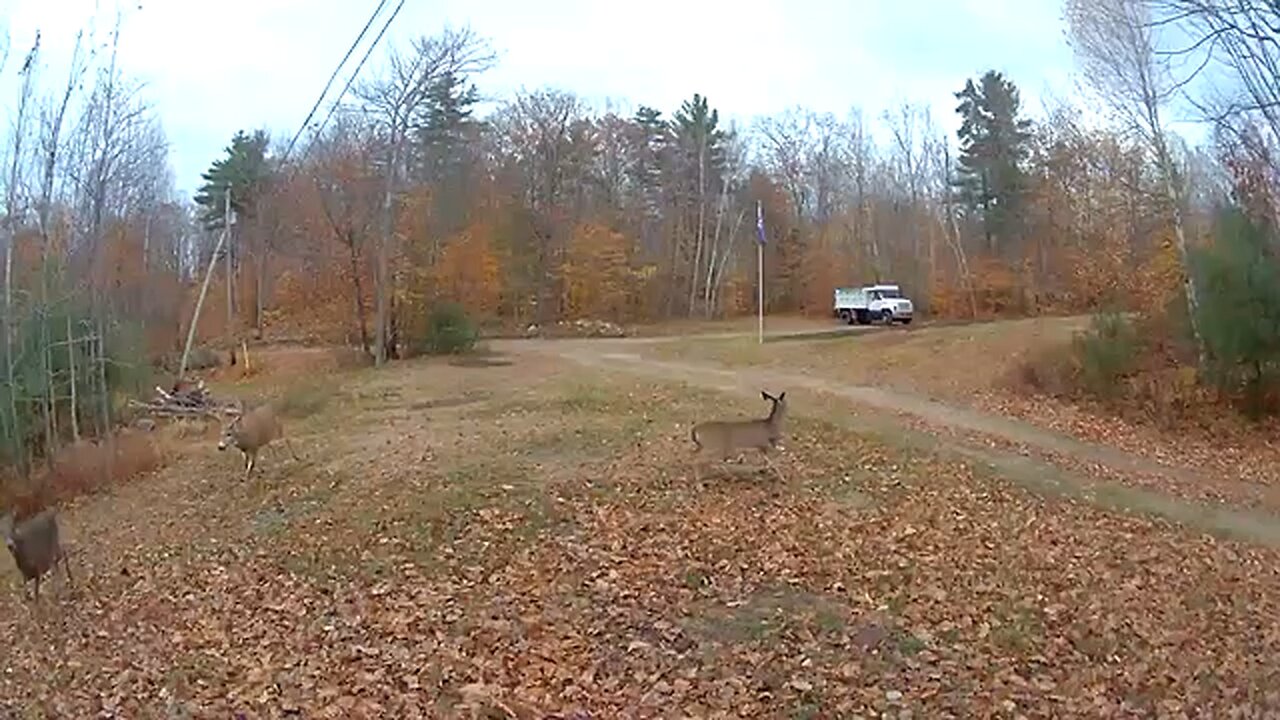 Deer visiting