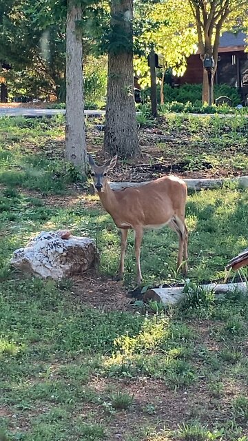 Possible pregnant mama deer has come to visit…