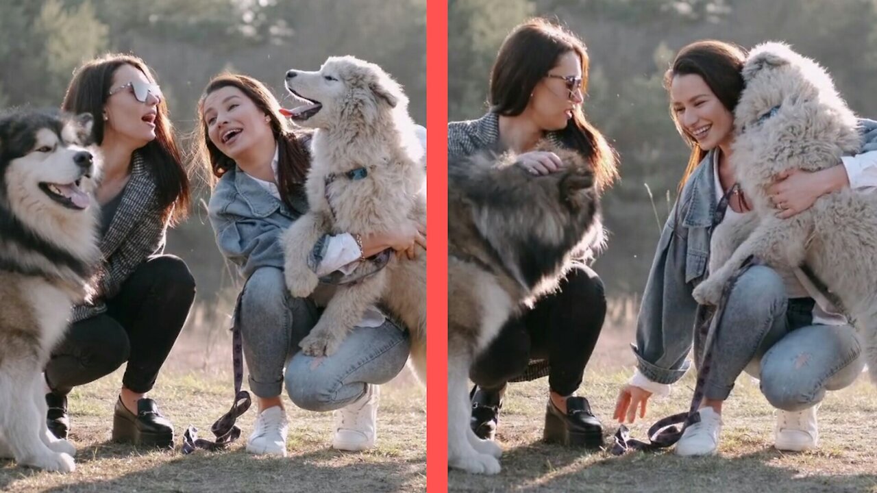 Massive Newfoundland Thinks He's A Tiny Lap Dog