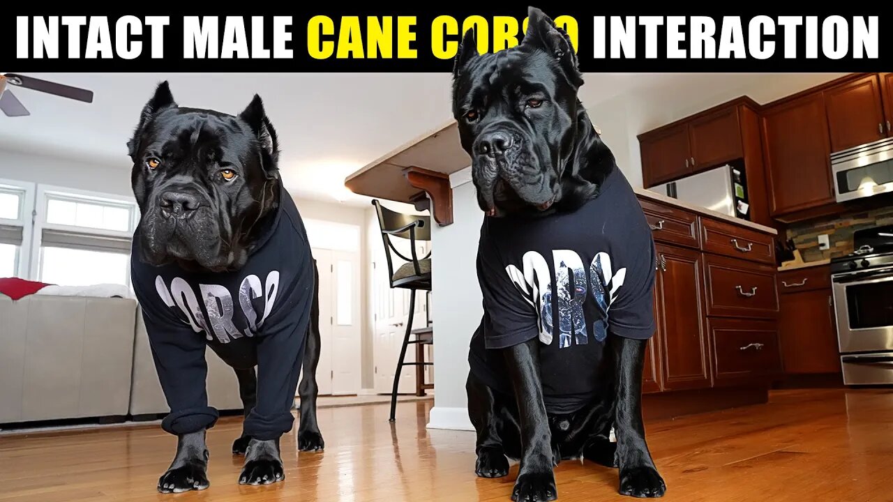 Intact Male Cane Corsos Behavior Together