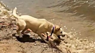 Cette chienne tente d'attraper les vagues!