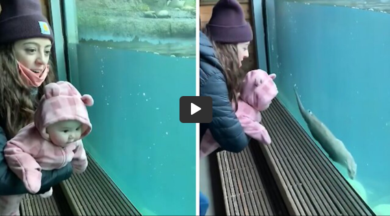 Baby can't stop laughing at swimming otter at the zoo | Funny child video |