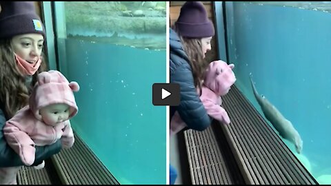 Baby can't stop laughing at swimming otter at the zoo | Funny child video |