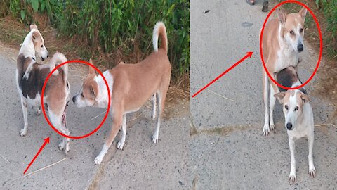Dog Meeting Funny Video, New Funny Video 2022