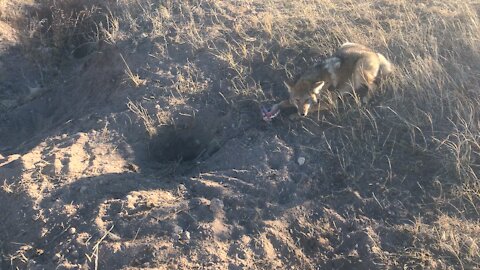 Nebraska coyote trapping