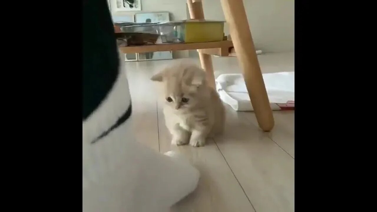 Cute and funny cat videos/#kitten #cat #kitty #funny kitten #funnycat #trending #shorts #tiktok (5)